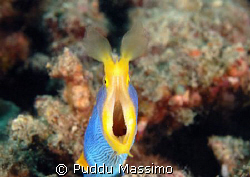 blue muren eel.nikon d2x 60mm macro by Puddu Massimo 